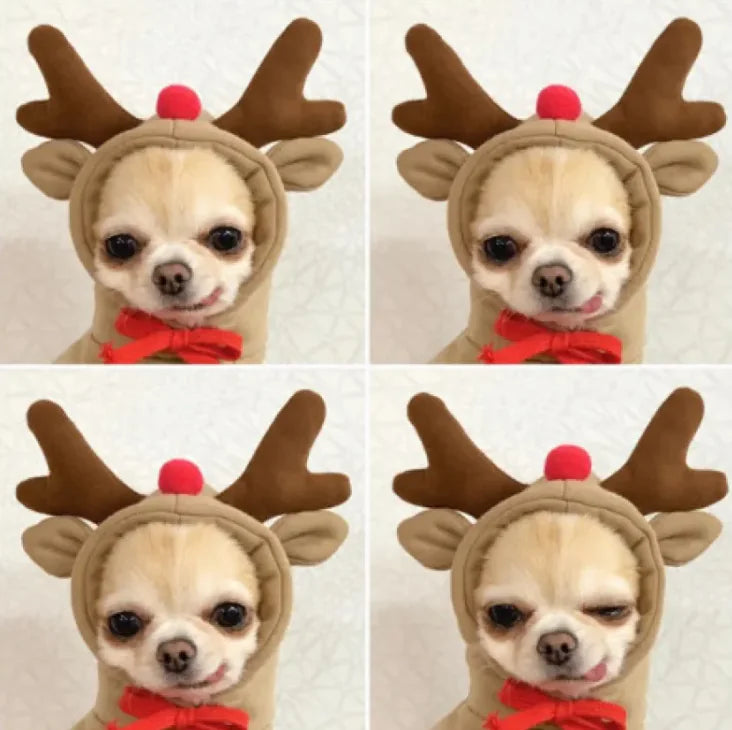 FruitPaws - Cute Fruit Pet Hoodie