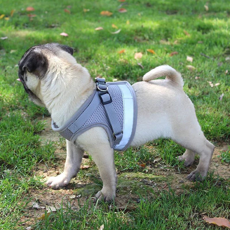 BrightPaw Reflective Harness & Leash Set