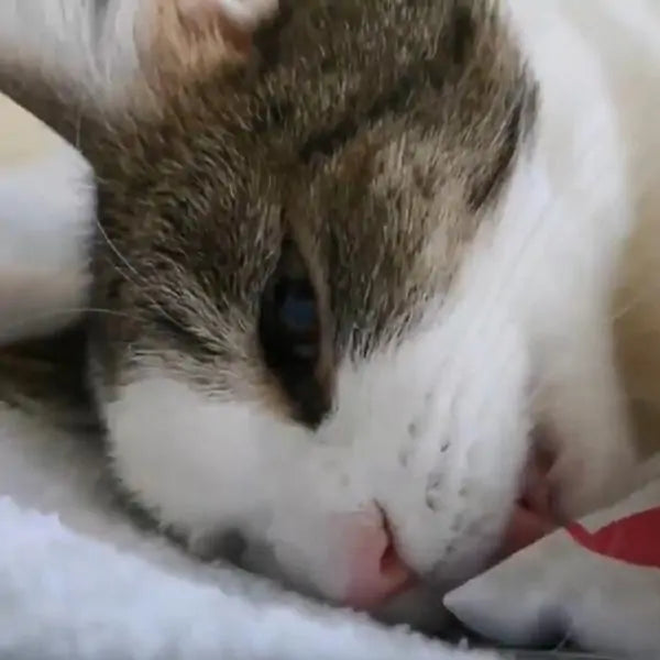 PawZen - Pet Massager