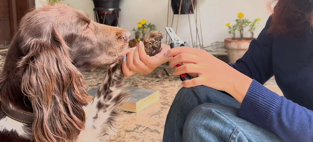 How To Trim Your Dogs Nails When They Are Scared of Nail Clippers