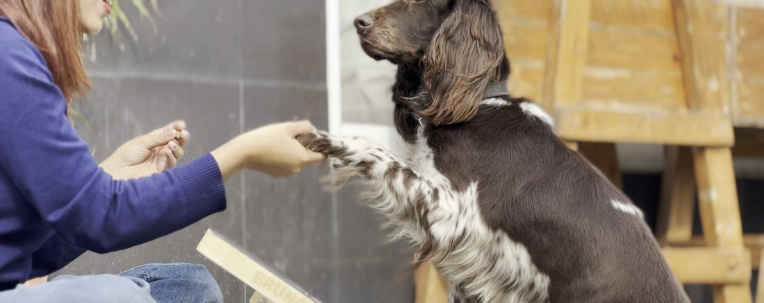 Why Do Dogs Scratch So Much? Exploring the Role of Scratchpads.