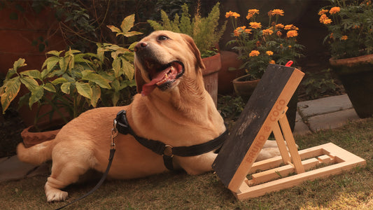 4 Easy Steps to Teach Your Dog to Use a Scratch Pad