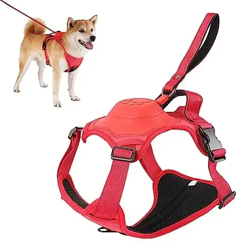 TailWander - Duo Harness & Leash Set