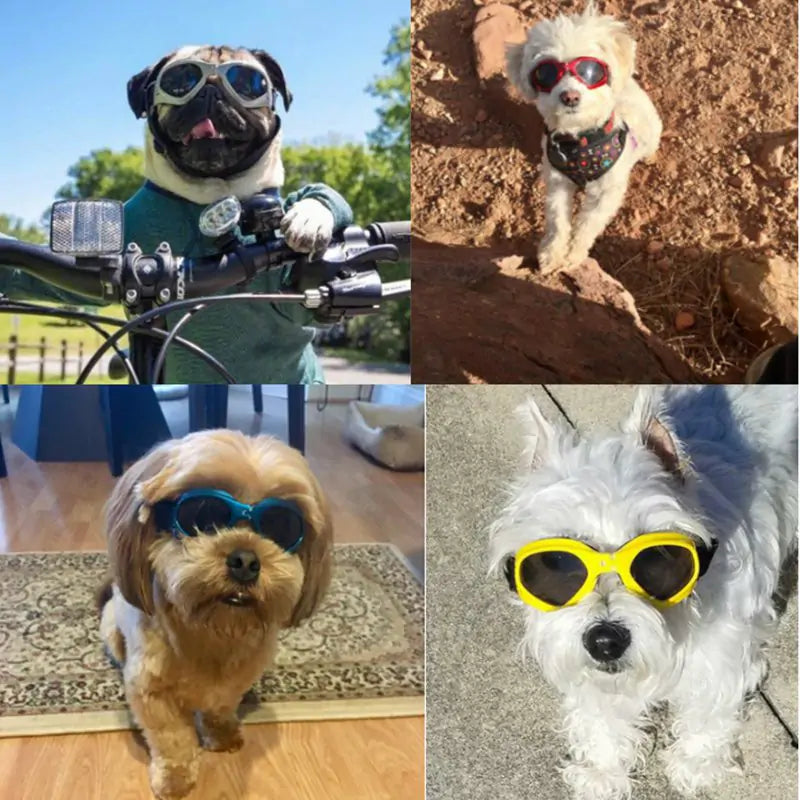 K9 Shades - Dog Sunglasses