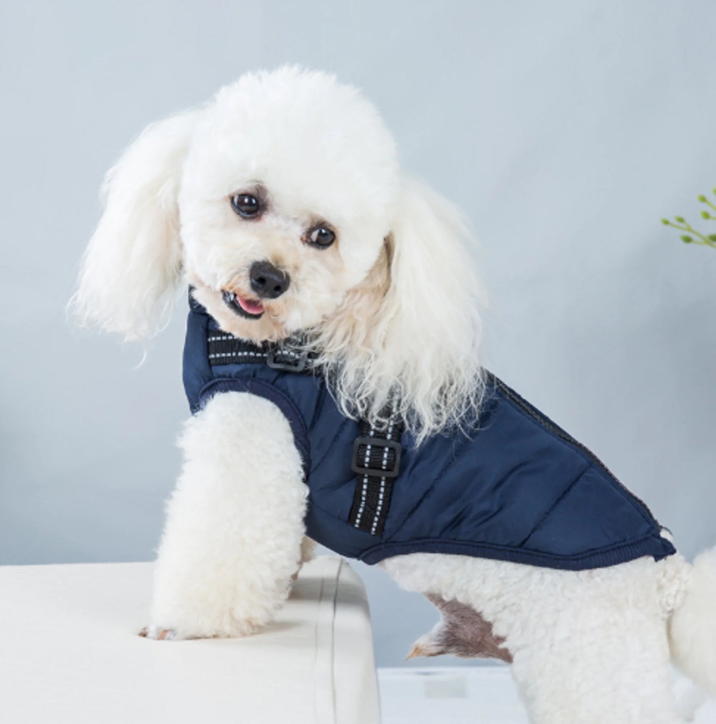 Hometecture Paws – Winter Waterproof Jacket for Dogs