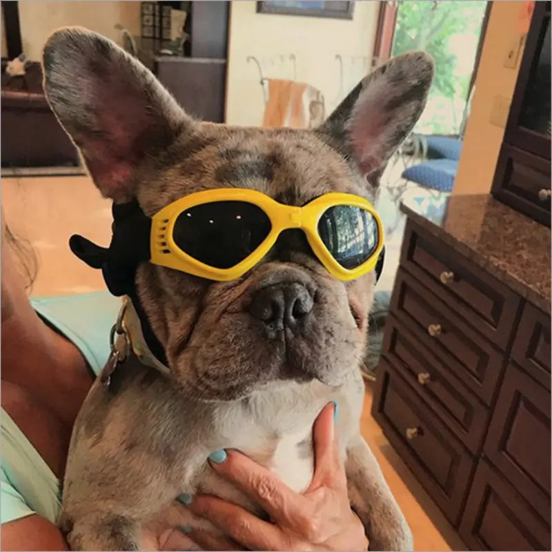 K9 Shades - Dog Sunglasses